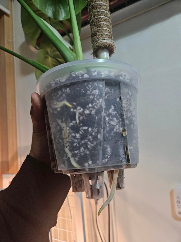 My monstera is already popping roots out the bottom My monstera is already popping roots out the bottom