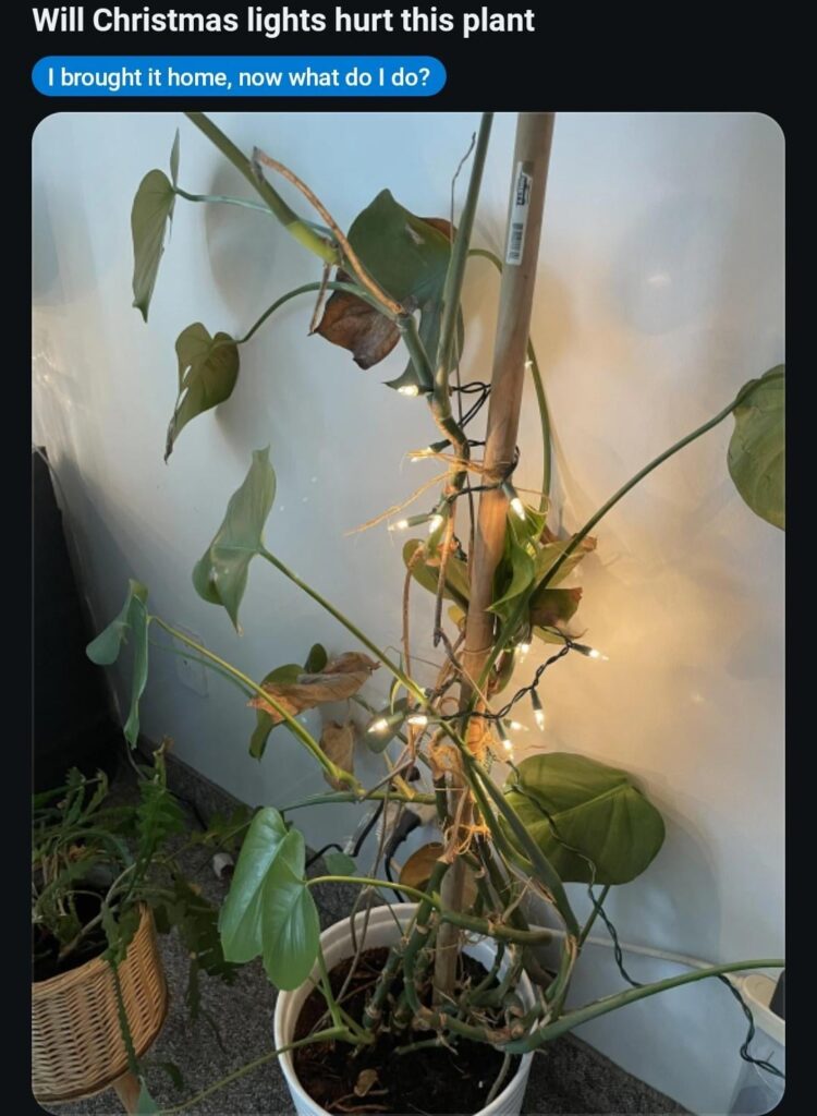 This is how you winterize your plants right