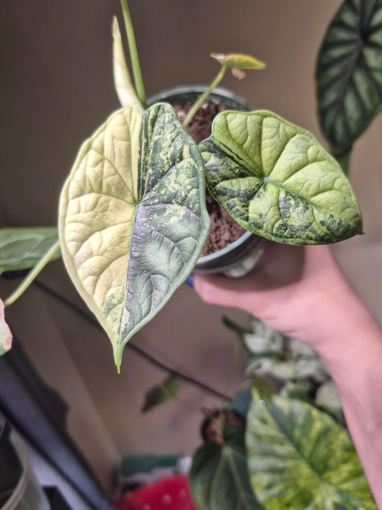 Curious, will the green on green stay green?