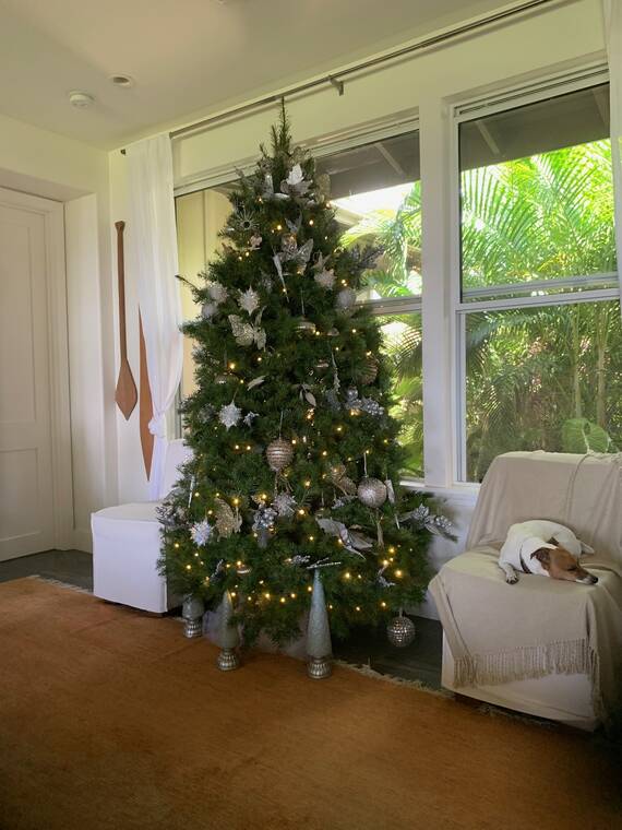 Tropical Gardening: Try sharing living gifts for Christmas Tropical Gardening: Try sharing living gifts for Christmas