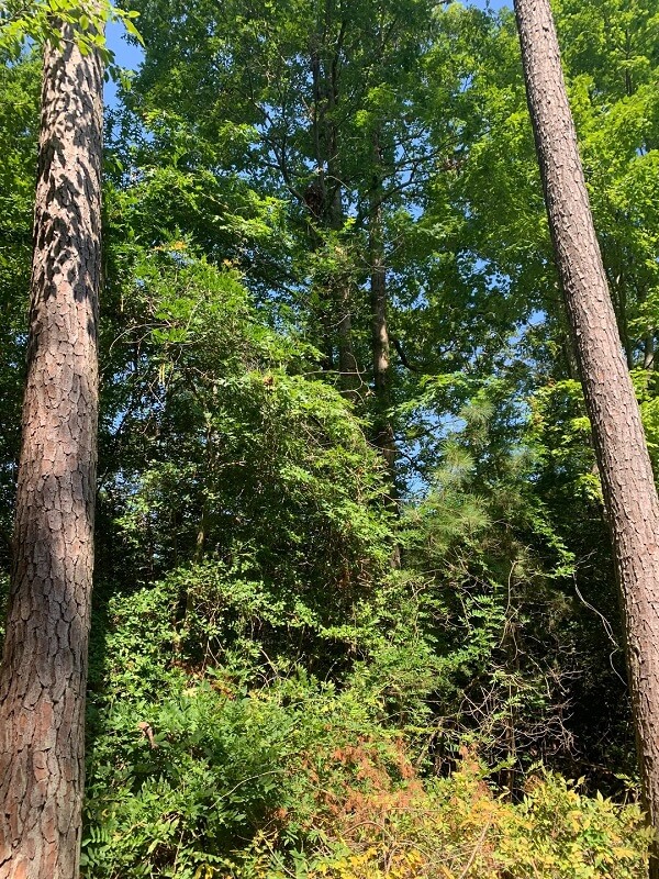 Trying to get rid of wisteria is a real battle, as one frustrated gardener explained on the r/invasivespecies subreddit.