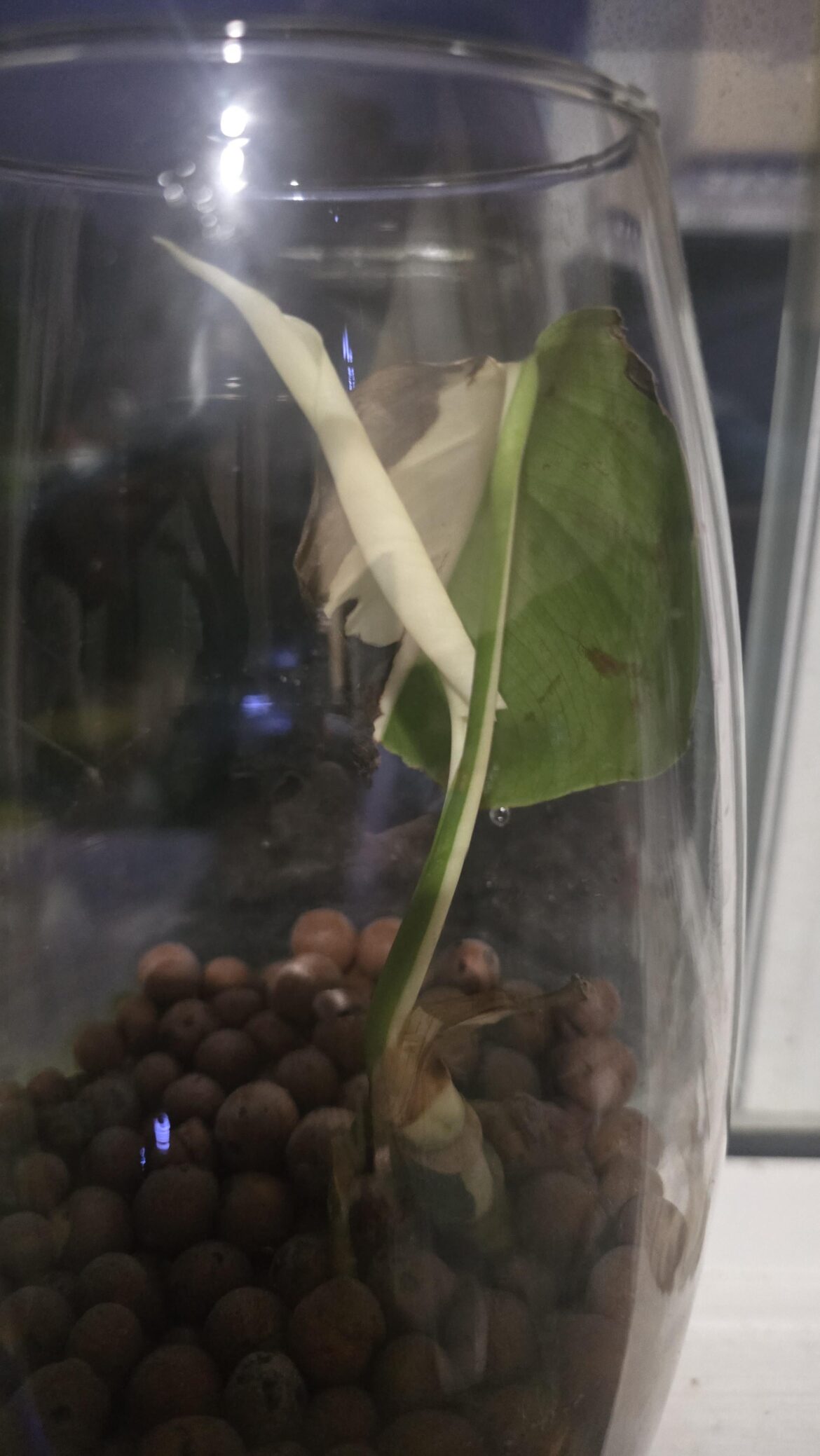 If I cut this suicide leaf off, might this albo cutting produce a good leaf?