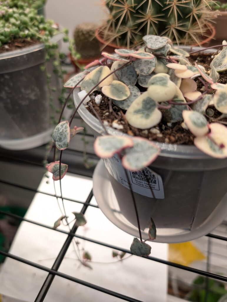 My recently purchased string of hearts appears to be flowering!