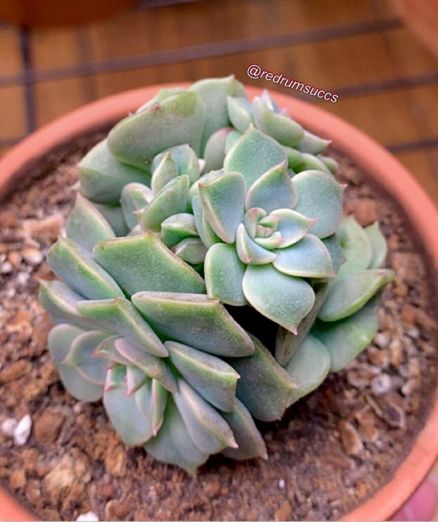 I have a whole shelf dedicated to beheaded stems