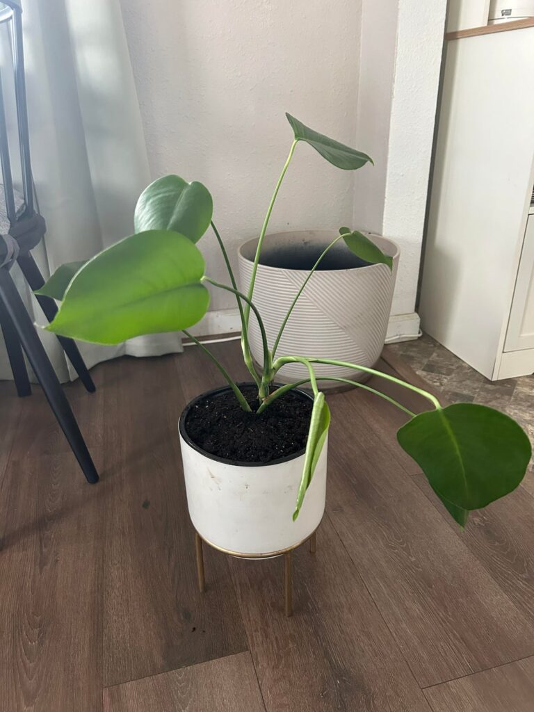 Label only said “tropical”