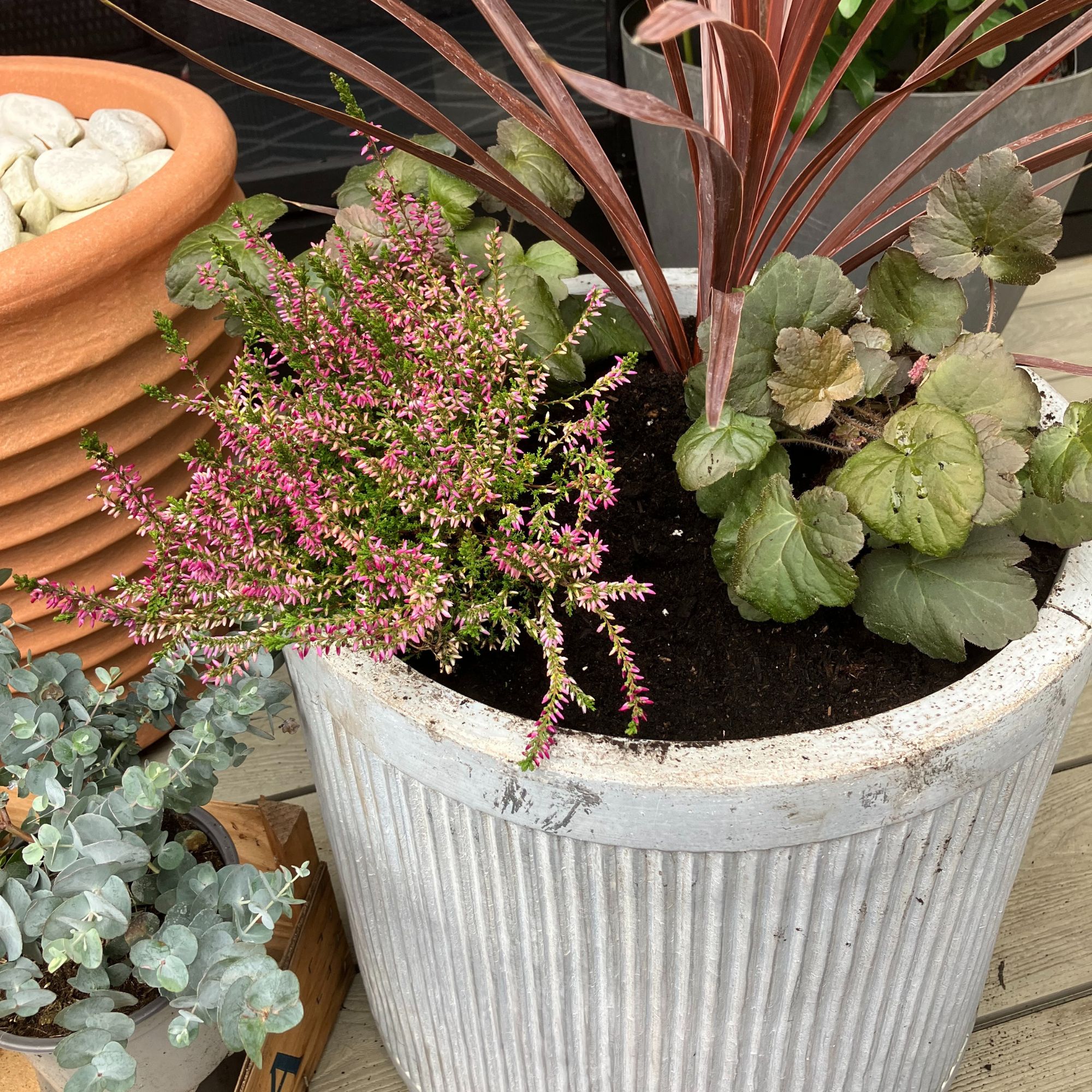 winter planter with bedding plants
