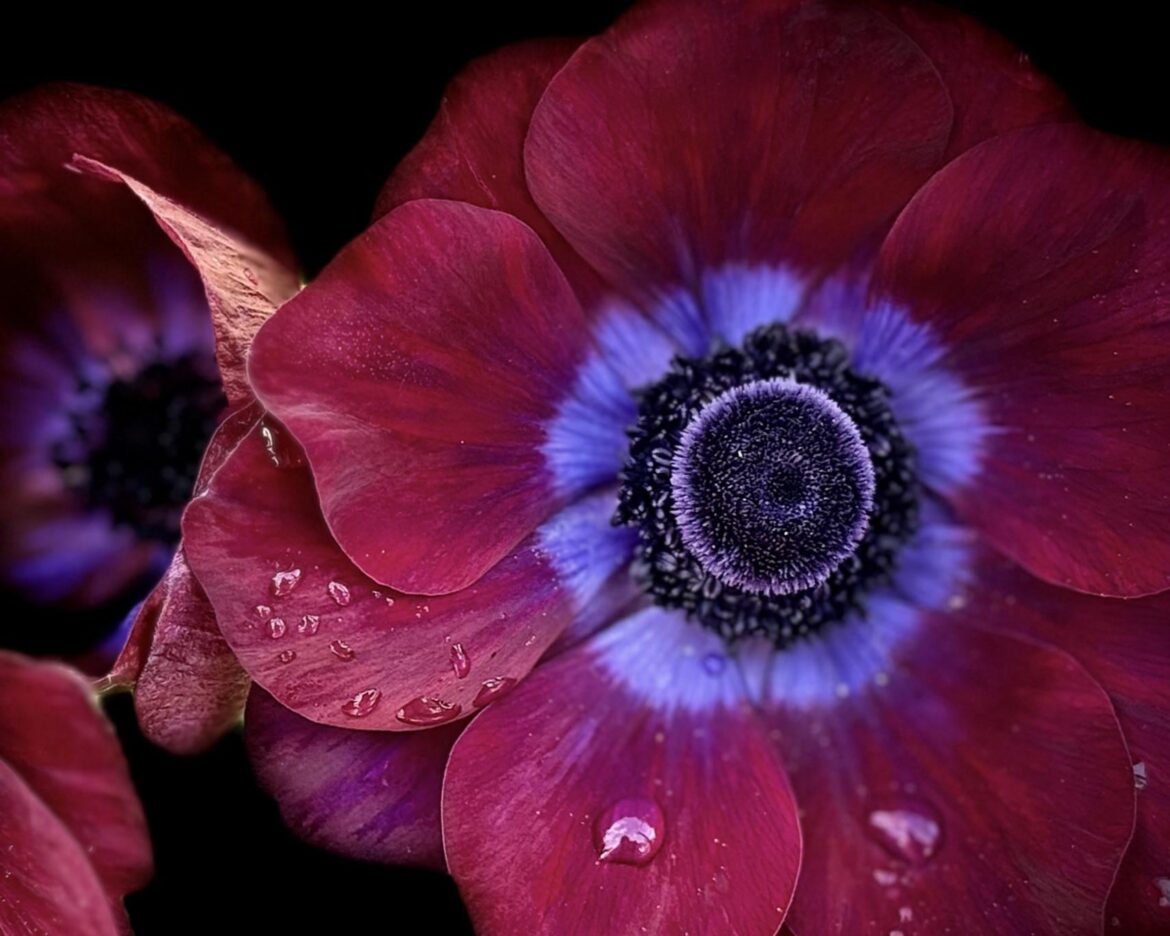 Anemone 🩷💜🩷