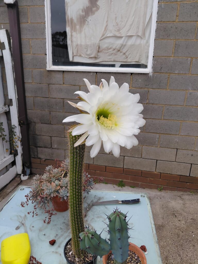A lot of my cacti flowered for the first time this spring.