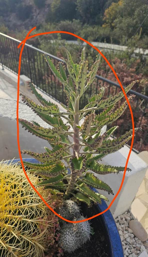 This island gardener quickly found out how much Redditors hate the invasive mother of millions' plant.