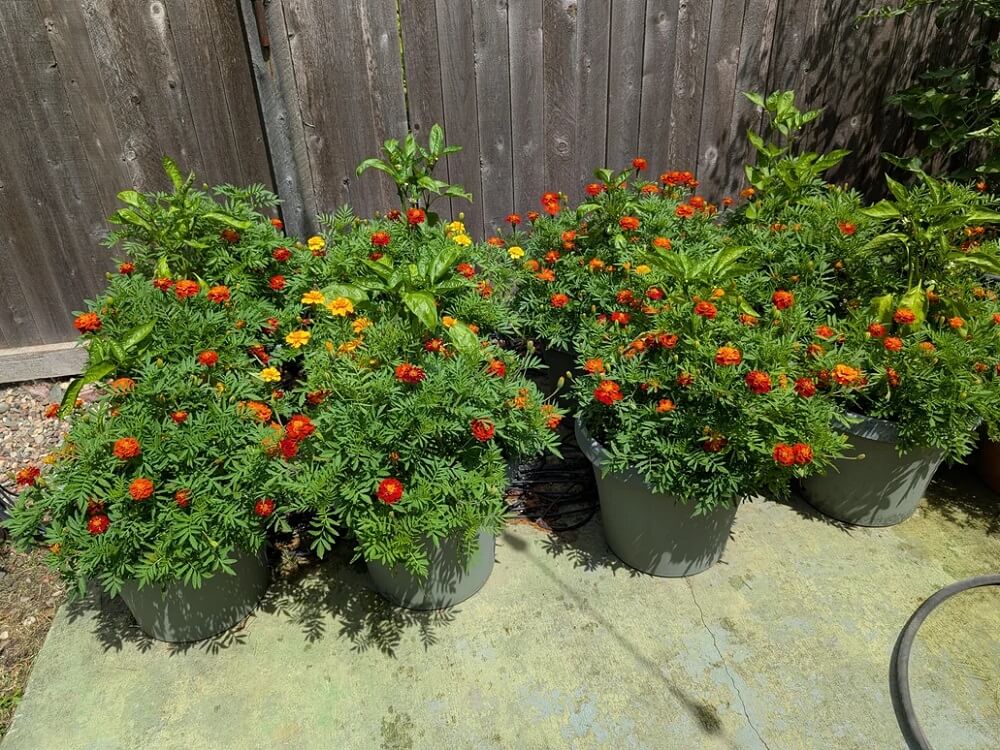 One gardener shows how companion planting — in this case, pairing marigolds with pimento peppers — can benefit all the plants involved.
