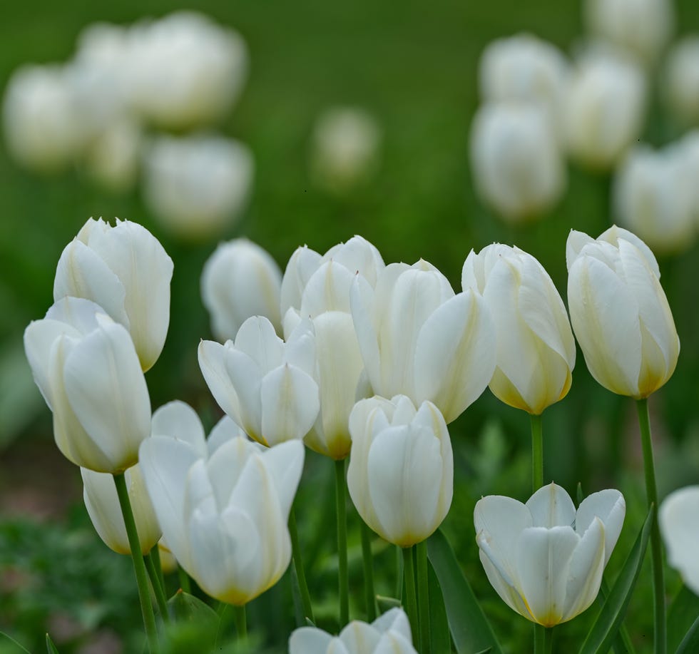 Tulipa 'White Dream' tulipa 'white dream' growing