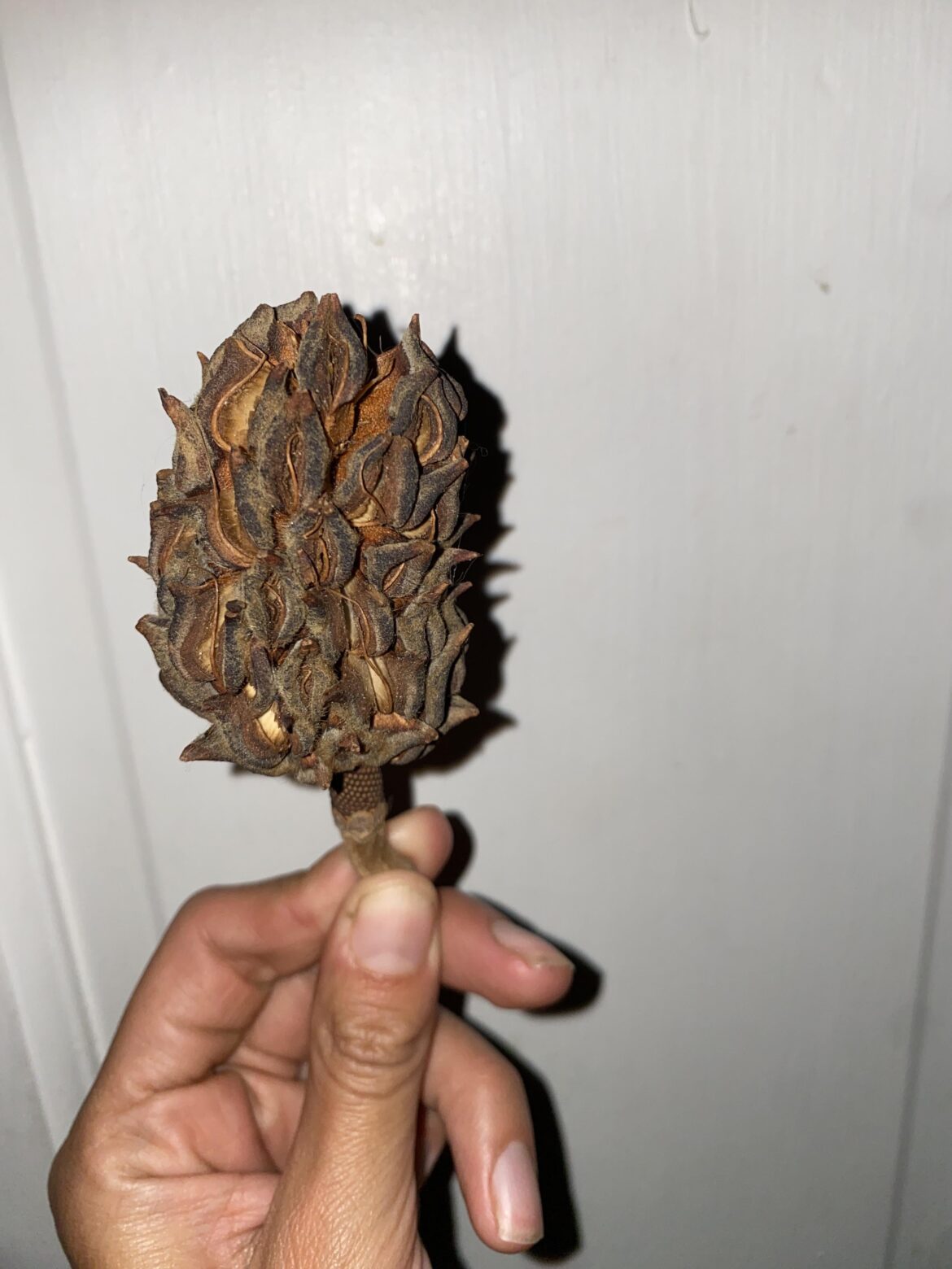 Seed pod ?