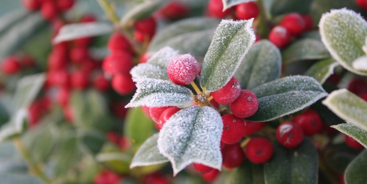 5 Surprising Winter Mistakes That Ruin Your Garden 5 Surprising Winter Mistakes That Ruin Your Garden