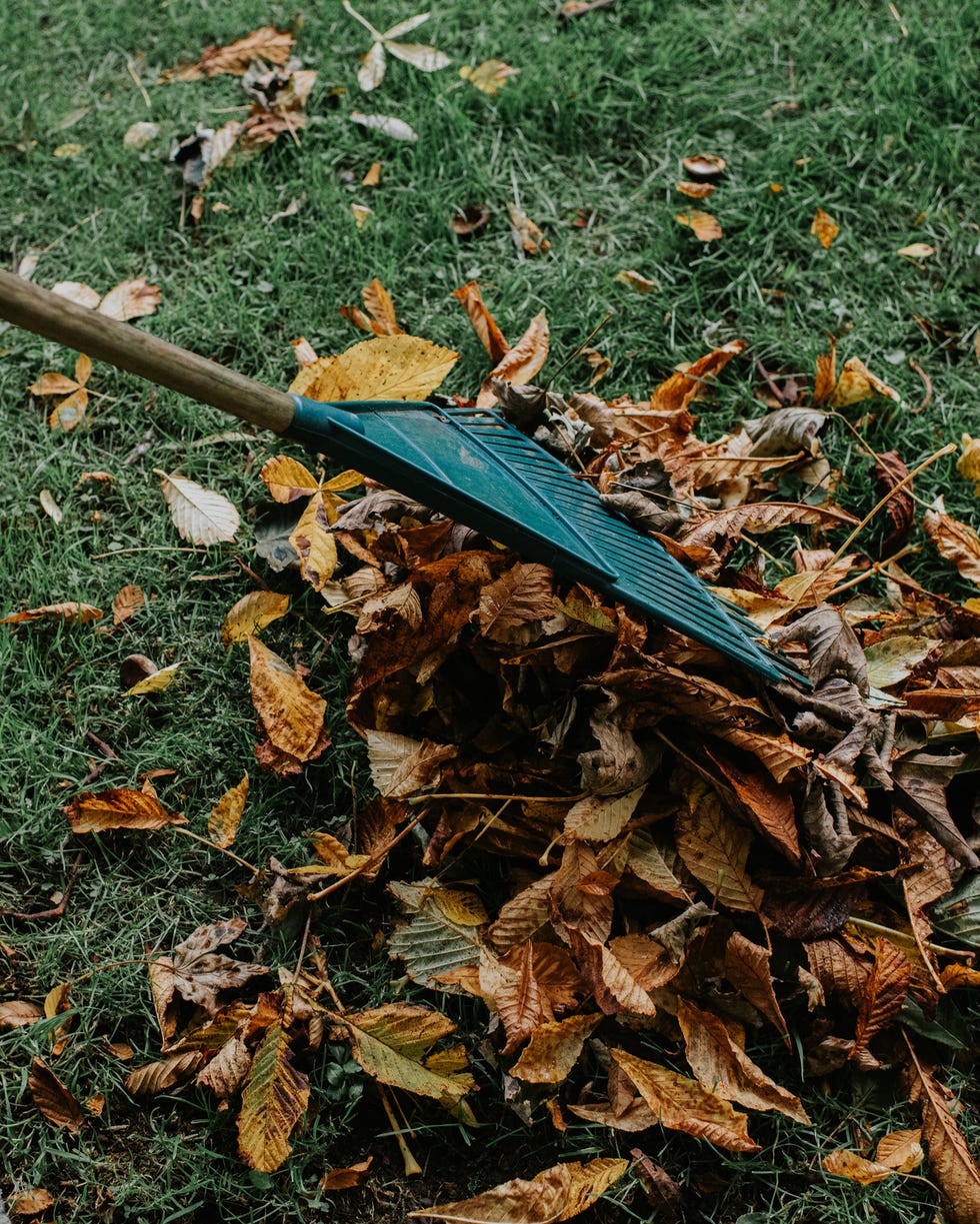 Winter garden mistakes leaves a green raking up a pile of brown leaves on green grass