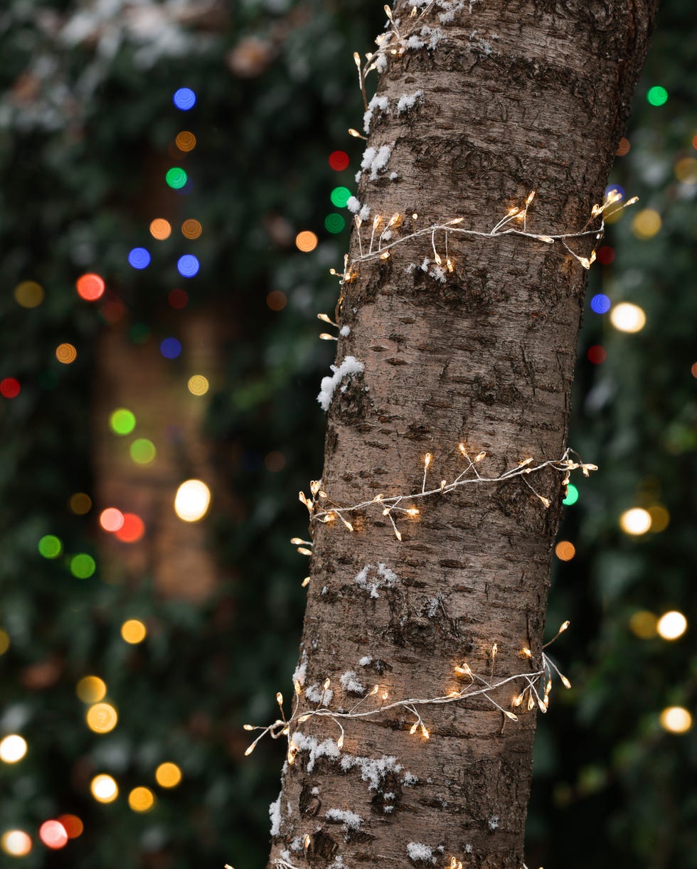 Winter garden mistakes lights a tree trunk with fairy lights wrapped around it, with colourful lights in the background