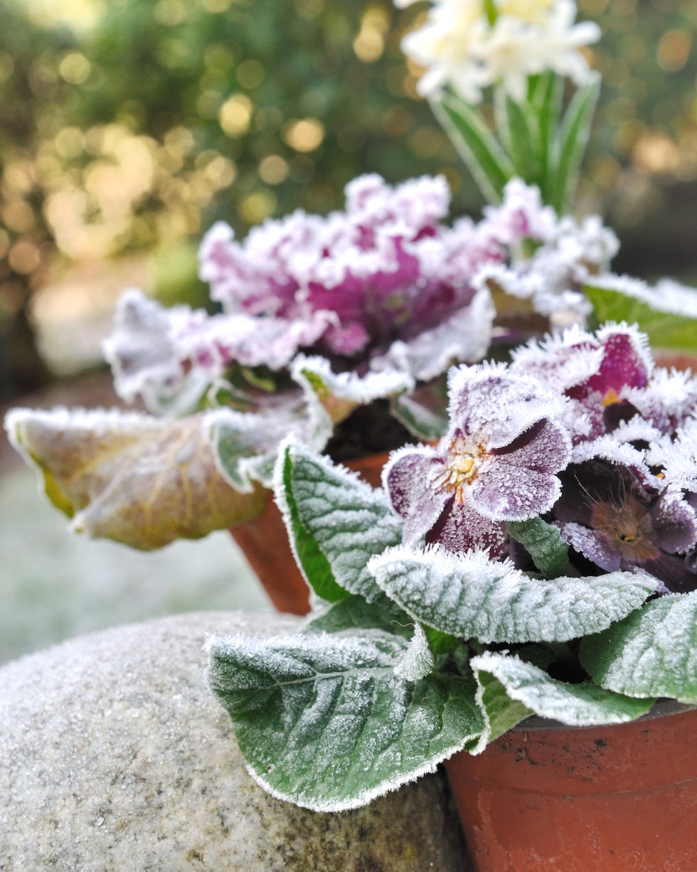 Winter garden mistakes pots a pot of purple flowers covered with frost, with greenery in the background