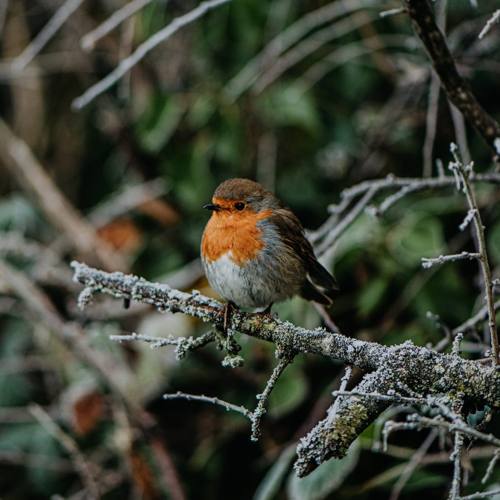 robin sitting on a frosty branch
