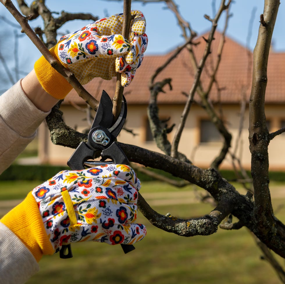 woman pruning fruit trees. hand with pruning shears detail woman pruning fruit trees. hand with pruning shears detail