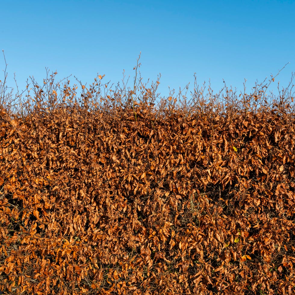 beech hedge hanging onto leaves the colour contrasting against the clear blue sky beech hedge hanging onto leaves the colour contrasting against the clear blue sky