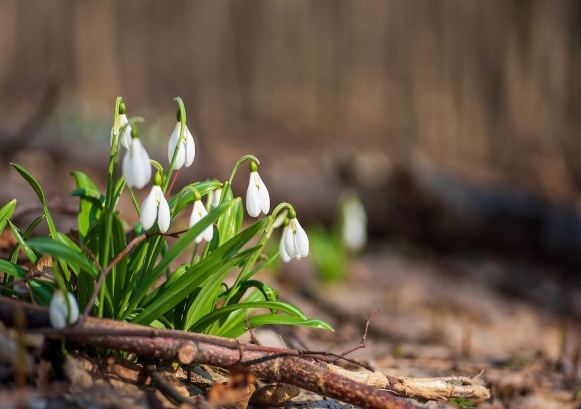 what you can plant in December