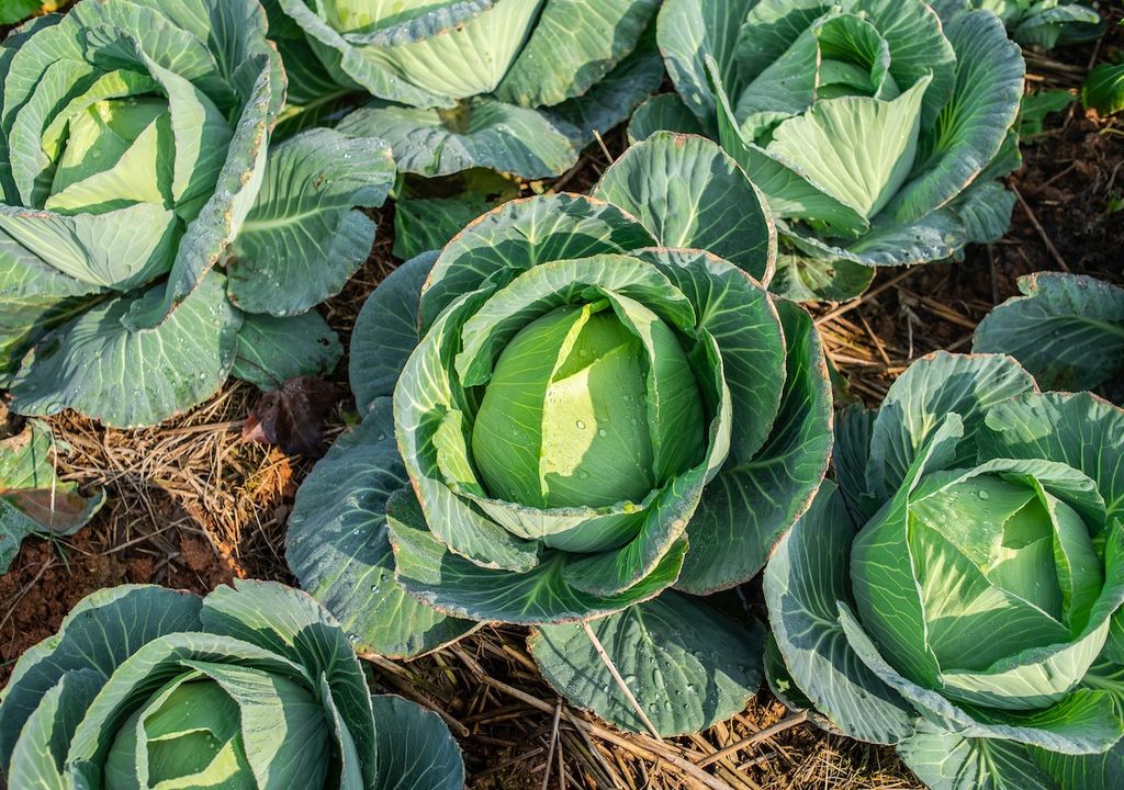 In December, hardy varieties of cabbage can be planted in sheltered spots or under cloches to establish roots for a strong early spring harvest.