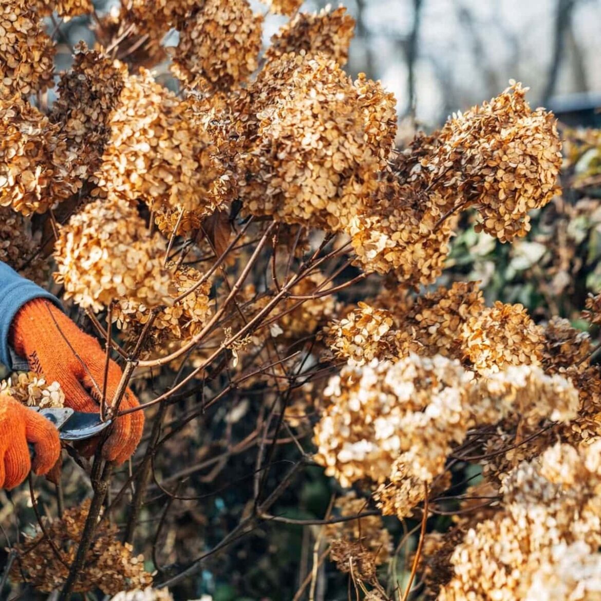 winter hydrangea pruning