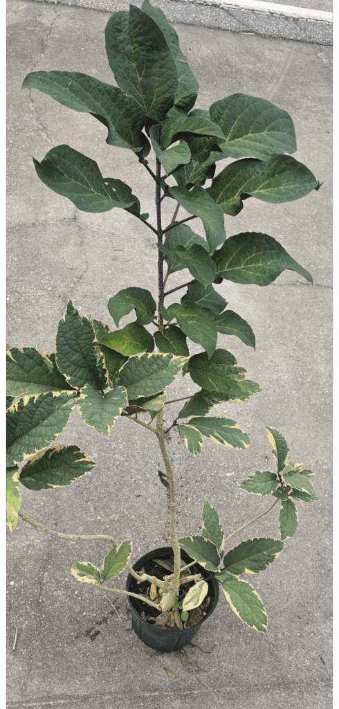 Variegated budsport off a variegated starburst