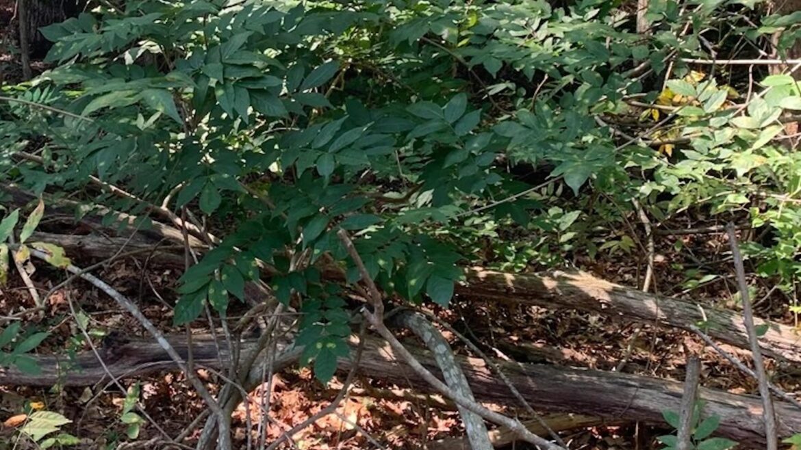 Trying to get rid of wisteria is a real battle, as one frustrated gardener explained on the r/invasivespecies subreddit.