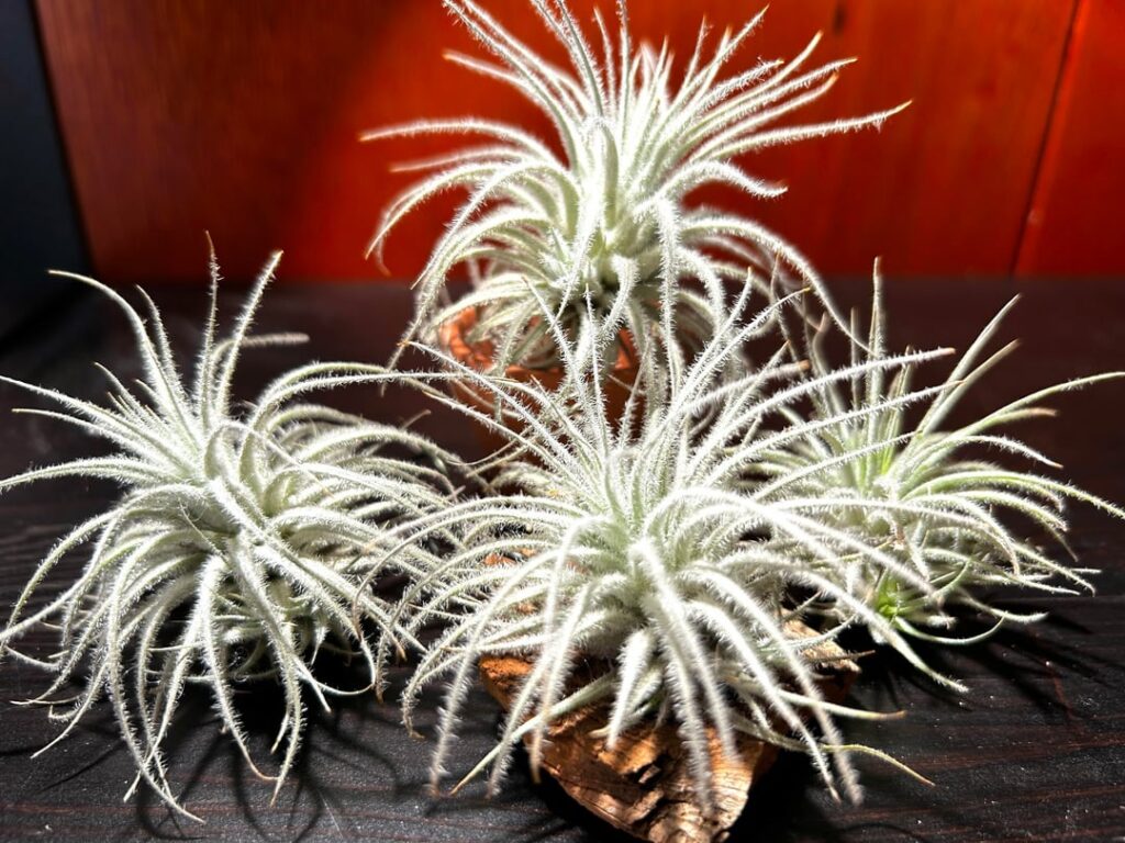 4 Tectorums all pupped without blooming