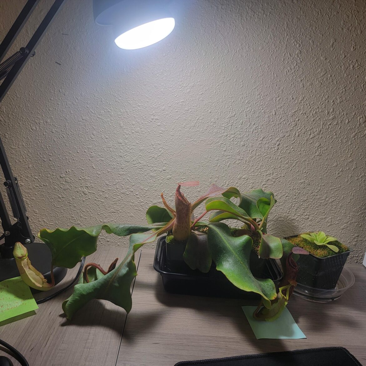 Plant setups don't need to be complicated