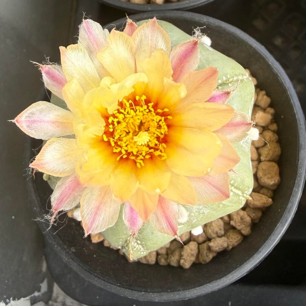 2 flowers this week 🌼🌸