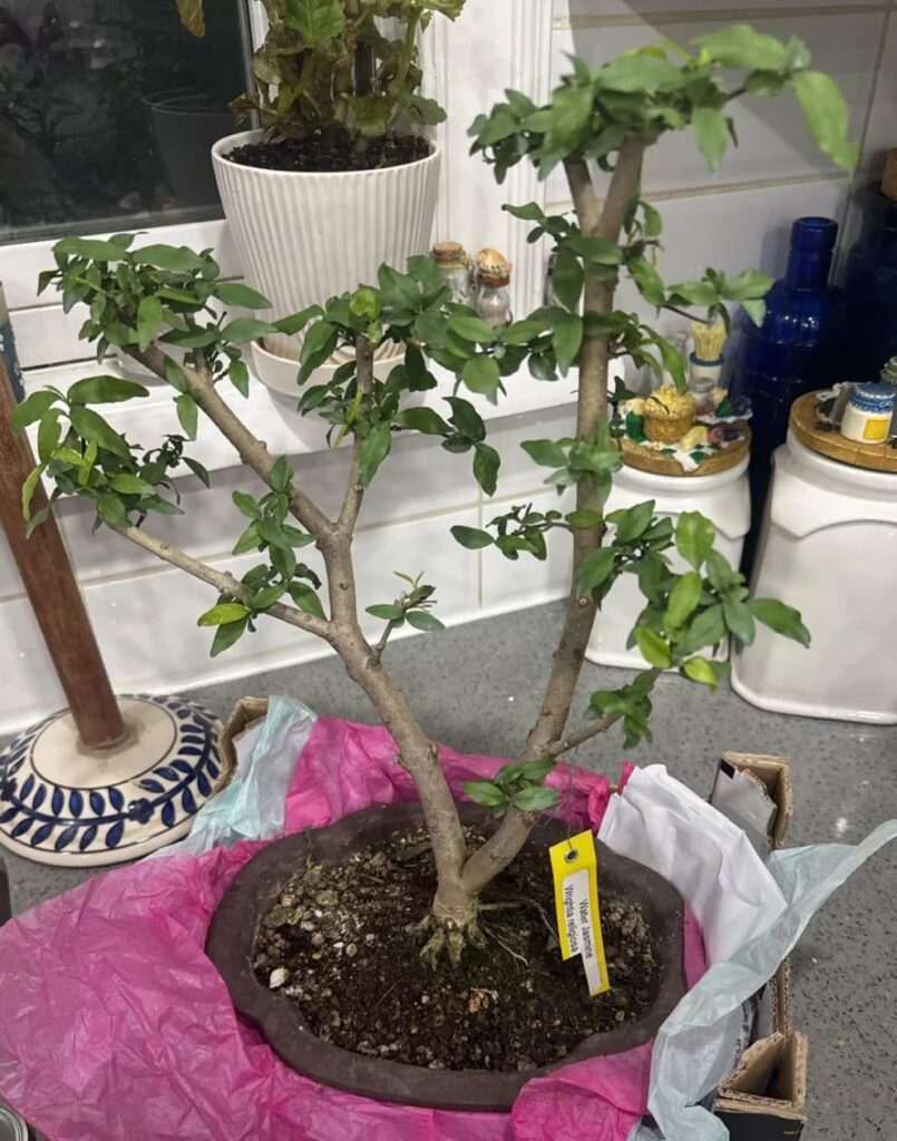 Water Jasmine Tips Water Jasmine Tips