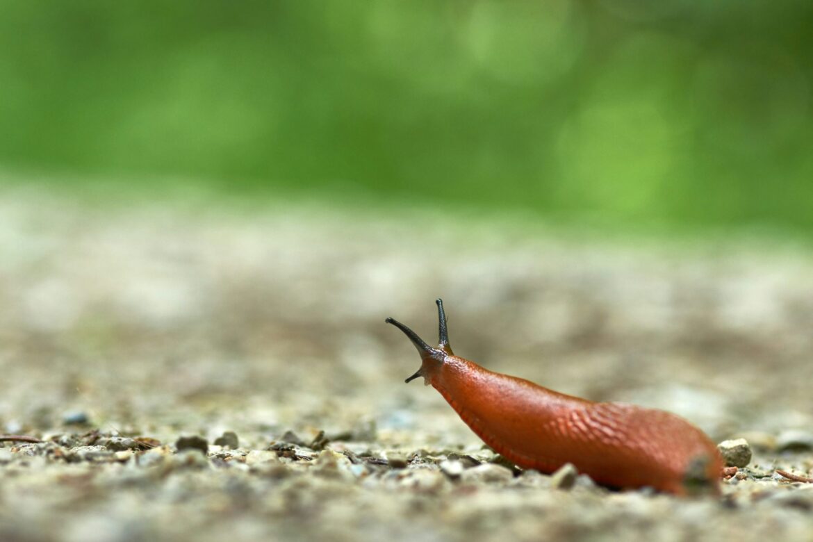 Invasive slugs threaten gardens in Lithuania too Invasive slugs threaten gardens in Lithuania too