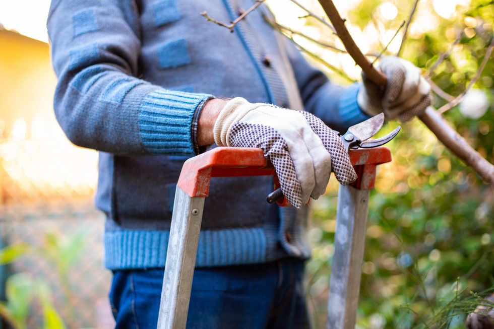 Woman pruning a tree