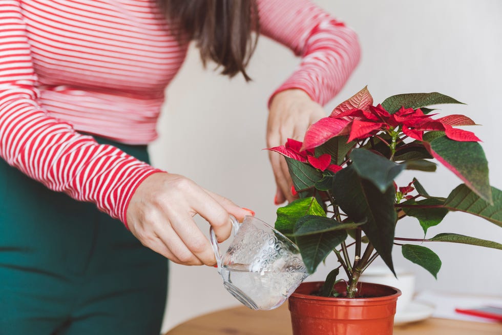 Woman watering poinsettia plant while standing at home woman watering poinsettia plant while standing at home