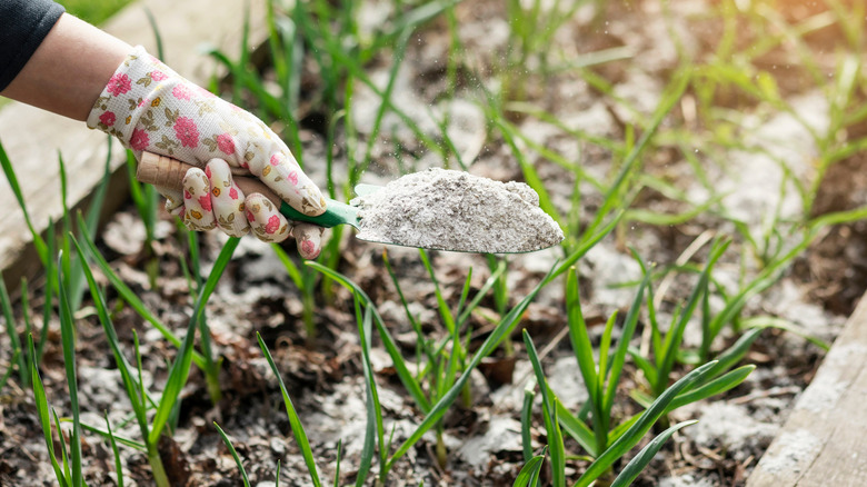 Putting wood ash on vegetables growing in a raised bed