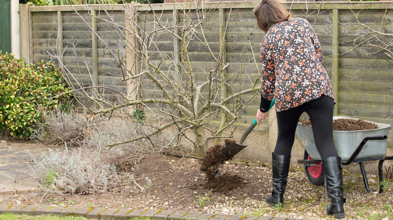 Woman adding compost around a tree in late winter