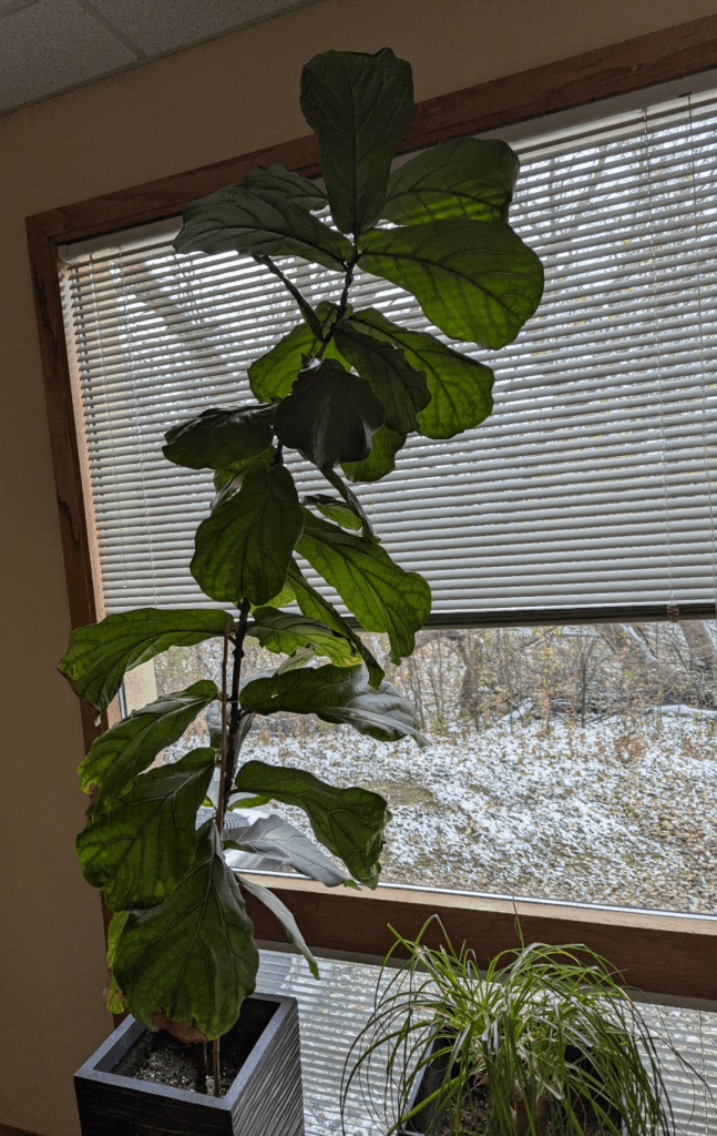 What to do? What to do?