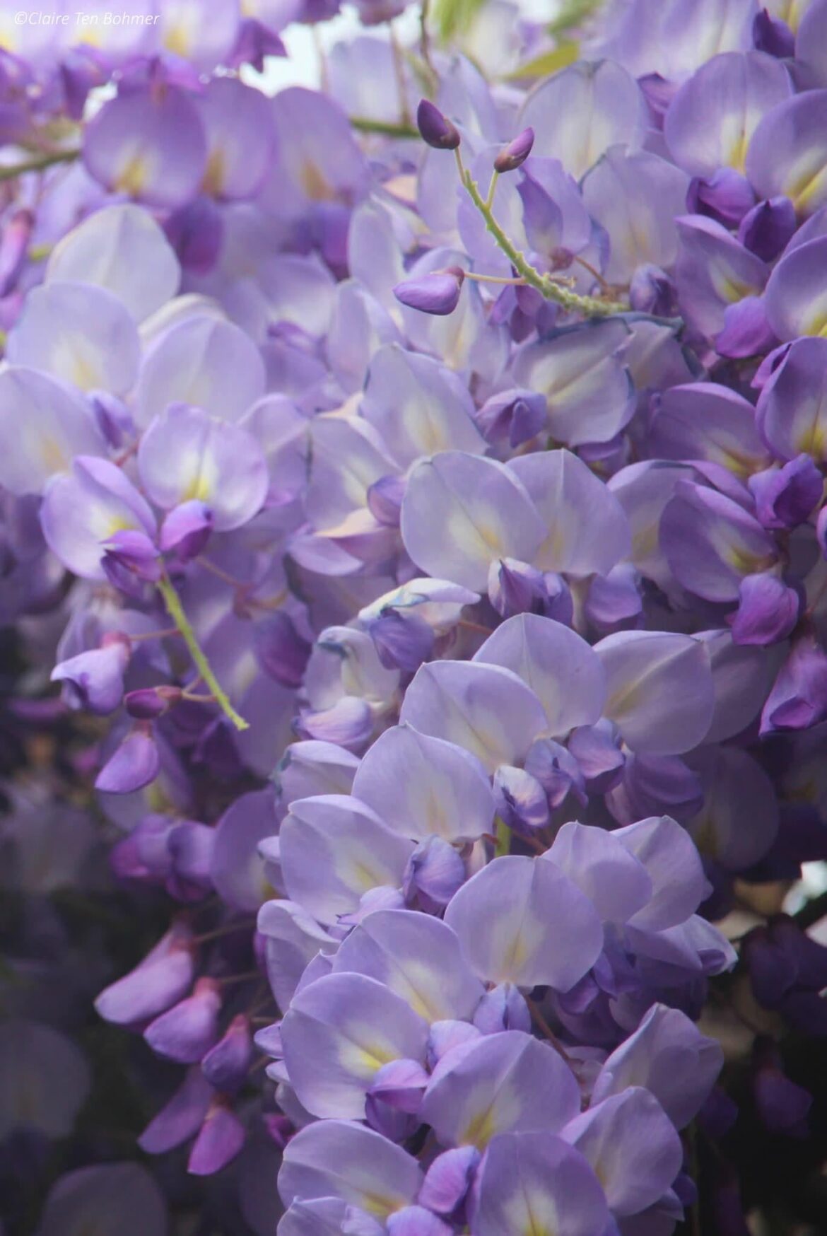 Wisteria