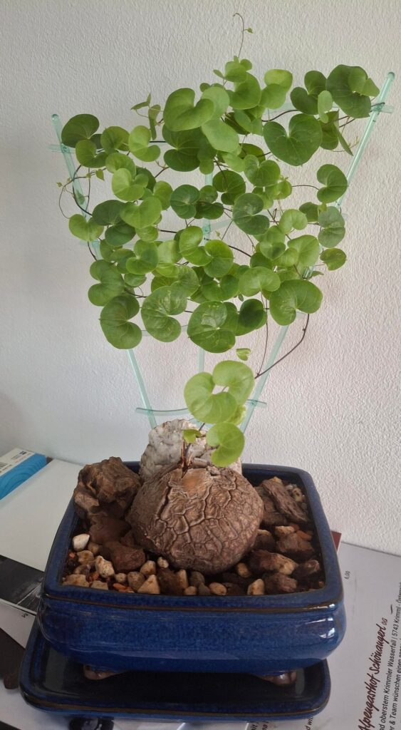 With every day it becomes more and more gorgeous❤️