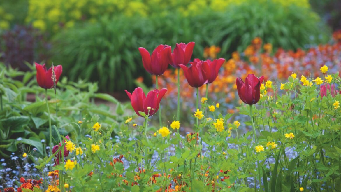 Can you still plant tulip bulbs up to Christmas? Can you still plant tulip bulbs up to Christmas?