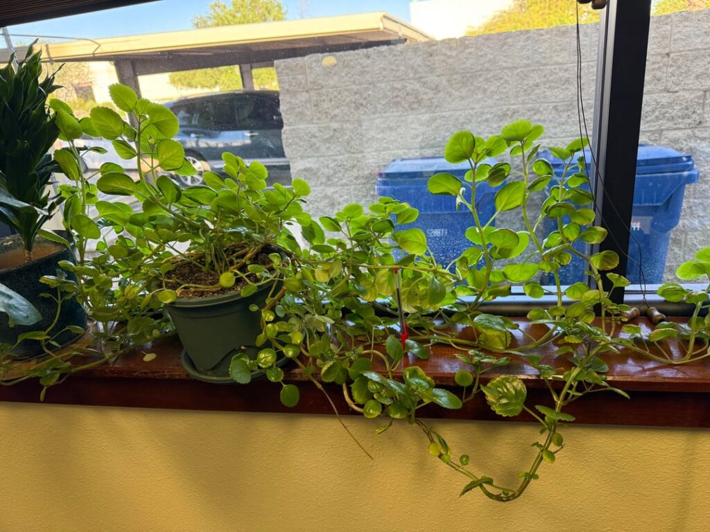 I have this plant in my office at work, don’t know what it is. I have this plant in my office at work, don't know what it is.