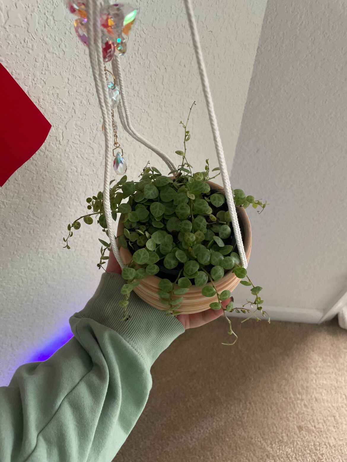 String of turtle advice