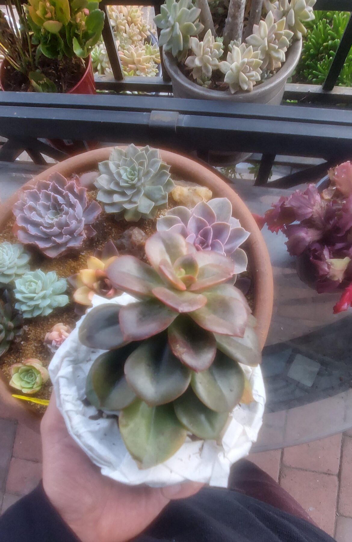 Is this Echeveria Chroma?