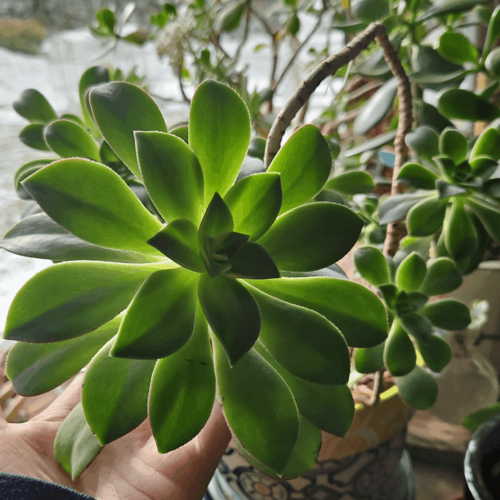 Not sure what this is but it's getting so big!