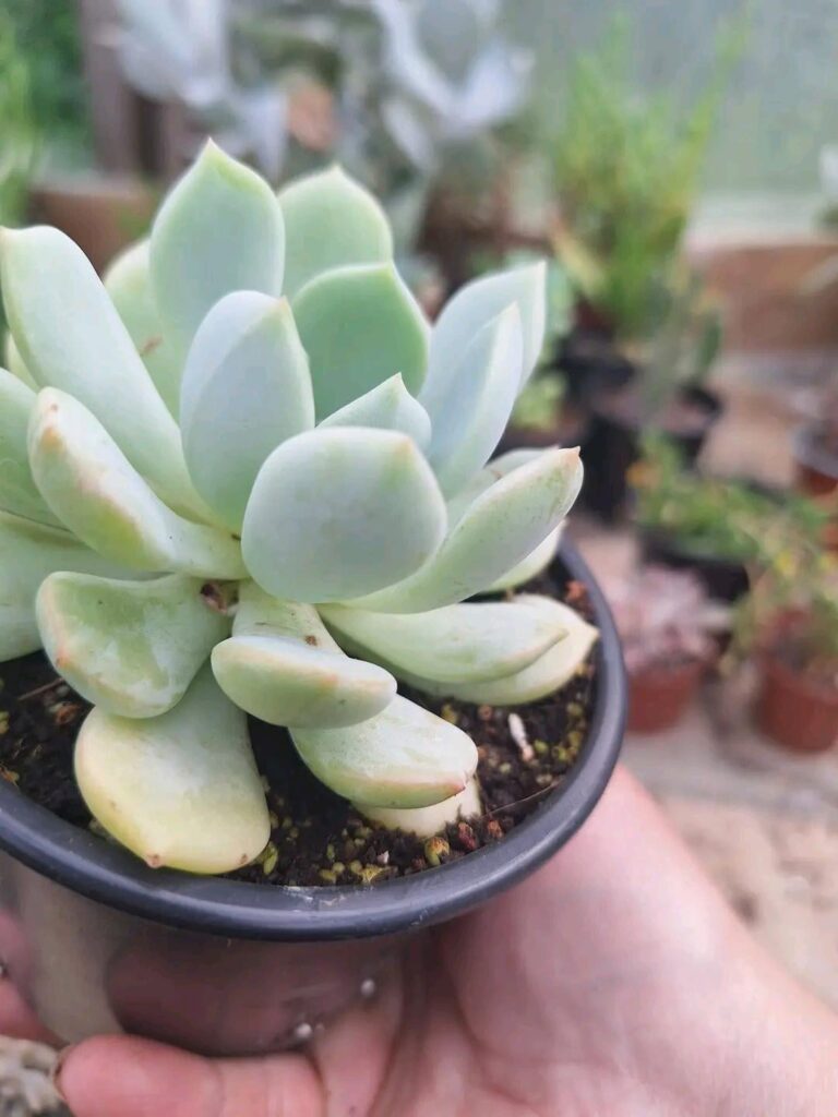 Echeveria elegans