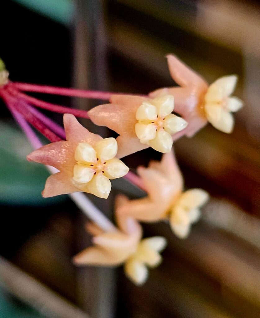 Watering day, and I just discovered my indaysarae is blooming for the first time! Leaves are not too exciting, but the flowers are dainty purplish-pink with a sweet floral scent.