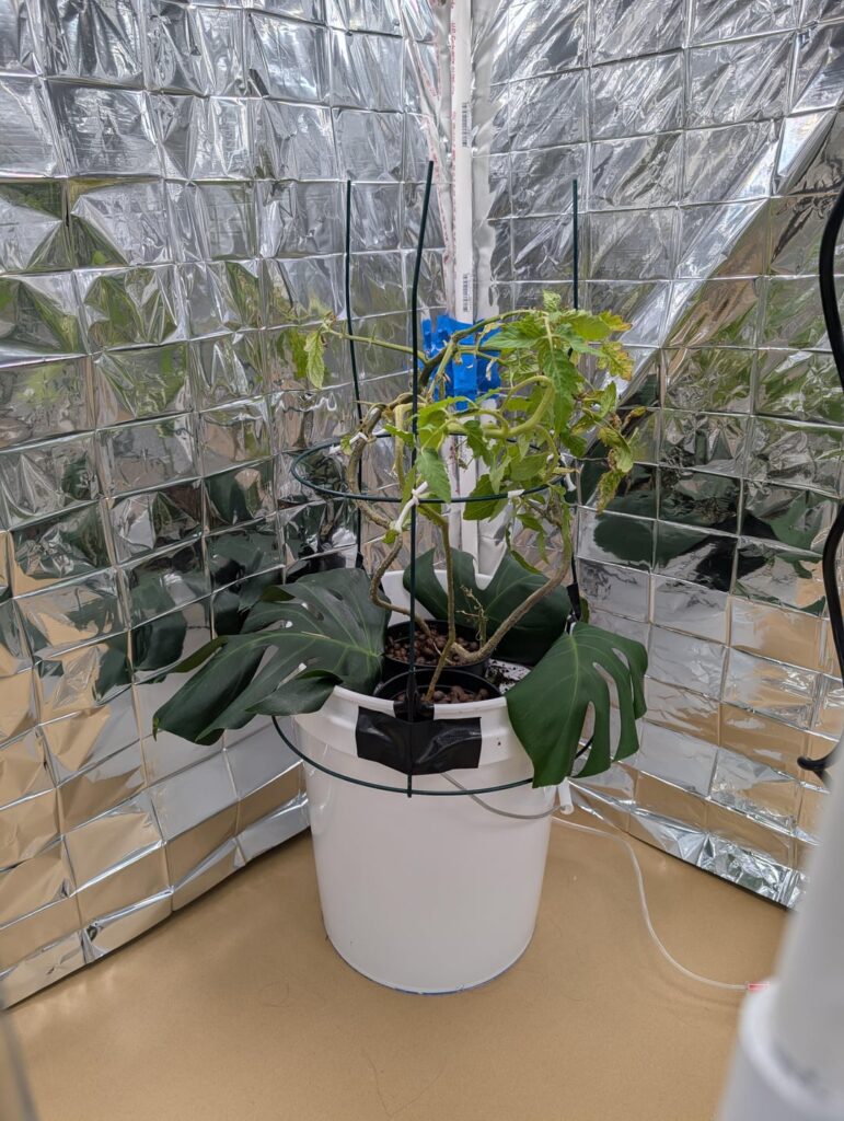 My beefsteak tomato plants were dying in the winter so I quickly built a shoddy hydro bucket enclosure and they loved it. My beefsteak tomato plants were dying in the winter so I quickly built a shoddy hydro bucket enclosure and they loved it.