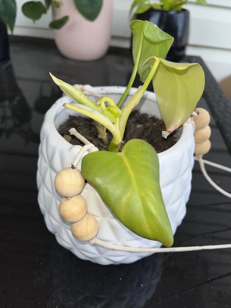 Can anyone tell me what this is?