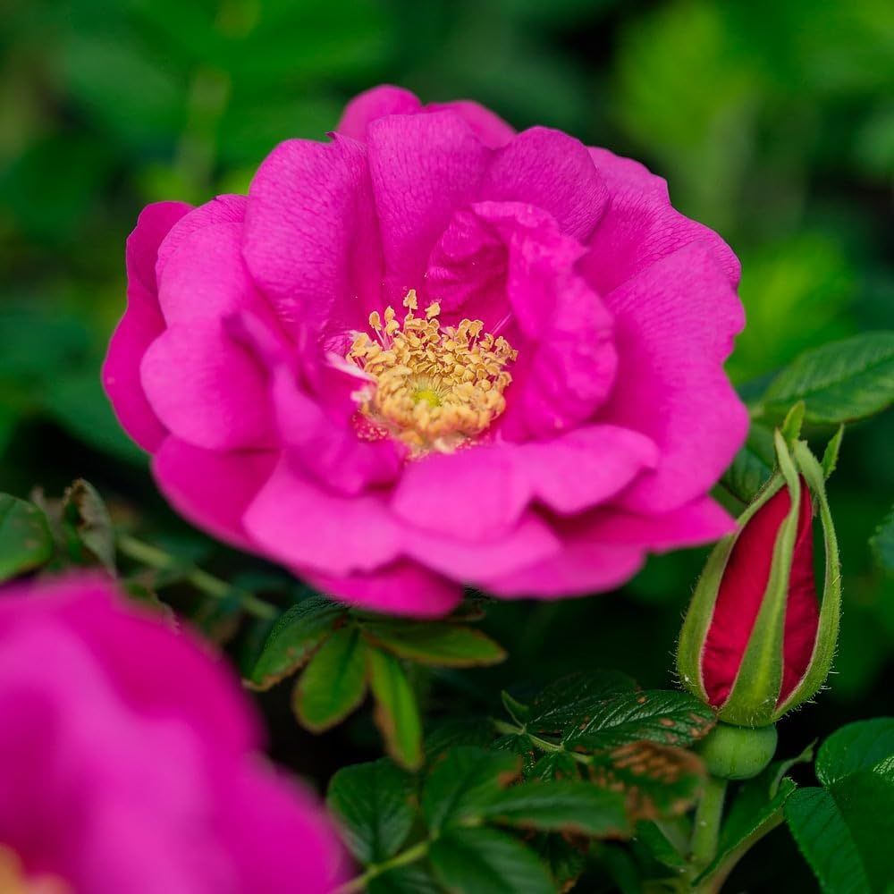 Rugosa Rose Shrub (japanese Rose Bush) - 12-24" Tall Live Plant - Low Maintenance, Fragrant, Blooming - Rosa Rugosa